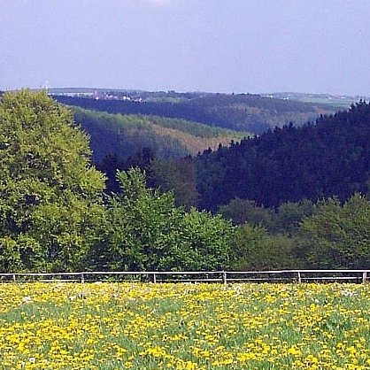 wiese wald zaun l�wenzahn