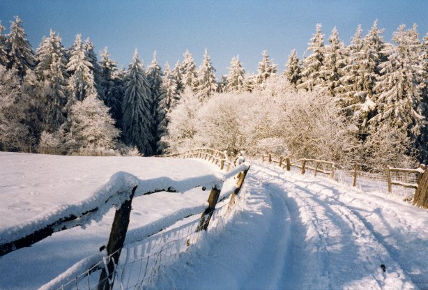 Winter bei Wolfgarten Schnee zaun weg Tannen B�ume Baum Gatter Pfad
