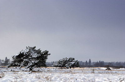 Steinley, Hohes Venn, Winter schneelandschaft