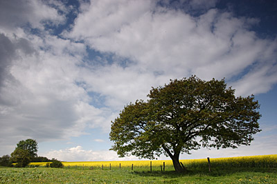 Eifel, Fr�hling, Raps, baum, wolken, rapsfelder himmel