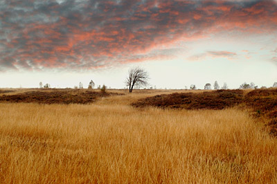 Hohes Venn, Abendstimmung, Hochmoor