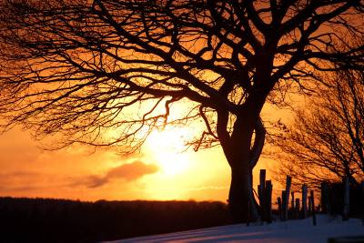 Baum;Sonnenuntergang;Eiche;Stimmung;Winter