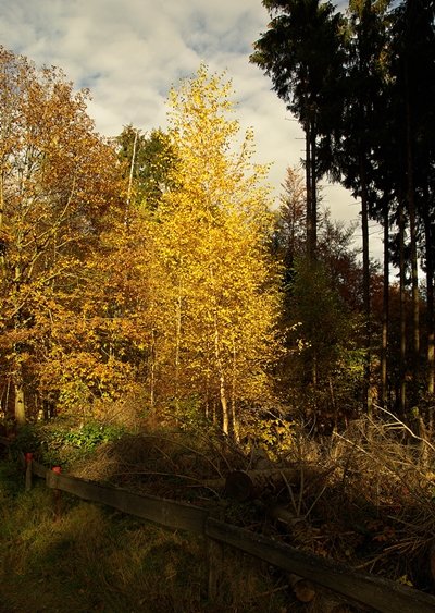 Blumi,wollseifen,urft