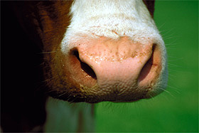 rind milch tier stier ochse bitburg