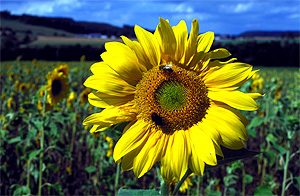 blume planzen