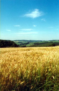herbst feld getreide 