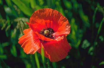 mohn rot pflanze