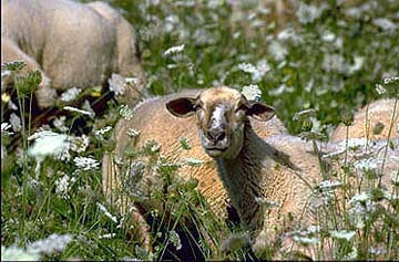 schafe weide tiere
