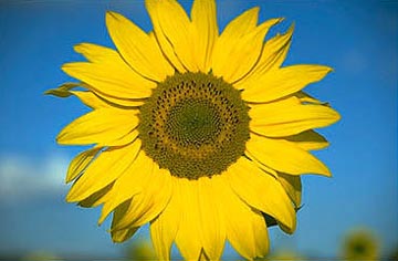 planze blume gelb