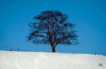 baum himmel blau schnee wei� winter zaun