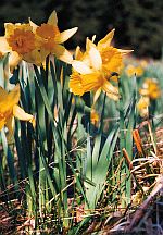 Narzissenbl&uuml;te in der Eifel