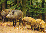 Wild & Erlebnispark Daun