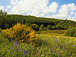 Strohner Maar