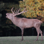 Wildpark Schmidt