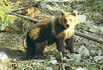 Wildgehege Hellenthal
