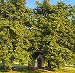 Kapelle bei H&ouml;rscheid