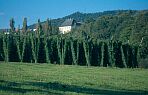 Hopfenanbau in der Eifel