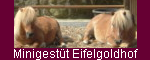 Minigest&uuml;t Eifelgoldhof