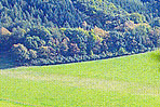 Mausauelwald