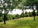 Wachholder-Naturschutzgebiet Geisert