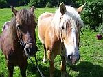 Reiten mit Ponys