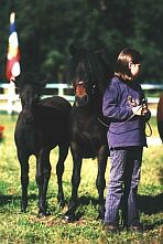 Reiten auf der Oak Tree Farm