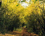 Natur erleben - Wandertouren durch die Eifel