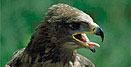 Wildpark / Zoo