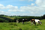 Regionen & Orte in der Eifel