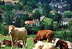 Themen rund um die Eifel