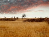 Abendstimmumg im Hohen Venn