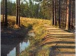 Bleesweg