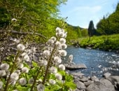 Bl&uuml;hendes Flussufer