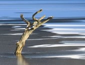 Der wohl bekannteste Baum im P&uuml;rmer Land: Der tote Baum im Wascheider Stausee