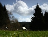 Eifelfr&uuml;hling