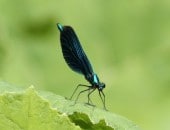 Eisvogelwanderweg und Libelle