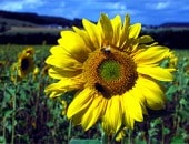 Feld voller Sonnenblumen