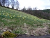 Fr&uuml;hling im Perlenbachtal