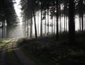 Fr&uuml;hnebel im Eifelwald