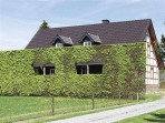 Hecke, typisch f�r die Region