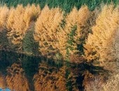 Herbst am See