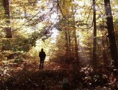 Herbst im Gerolsteiner Wald