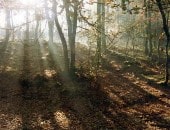 Herbstliches Licht im Buchenwald