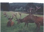Hochwildpark Rheinland