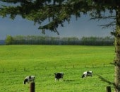 K&uuml;he auf einer Weide am Wollenberg