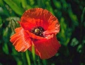Mohnblume