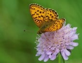 Perlmuttfalter, gesehen in Nettersheim an 12.06.2011 