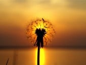 Pusteblume im Sonnenuntergang