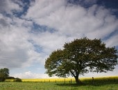 Rapsspaziergang