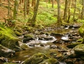 Romantischer Bachlauf im Nadelwald